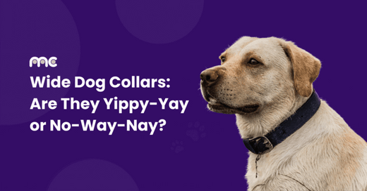 Are Wide Dog Collars More Comfortable for My Dog?