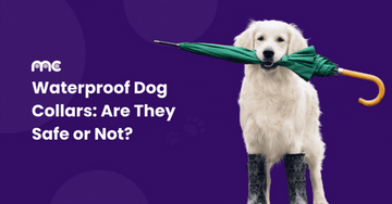 Is the Biothane Used in Waterproof Dog Collars Harmful to My Dog?