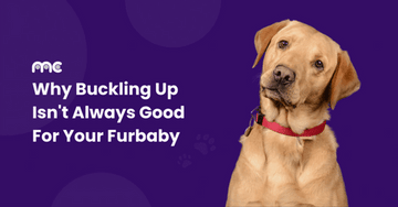 A Quick Release Collar Could Save Your Pet’s Life